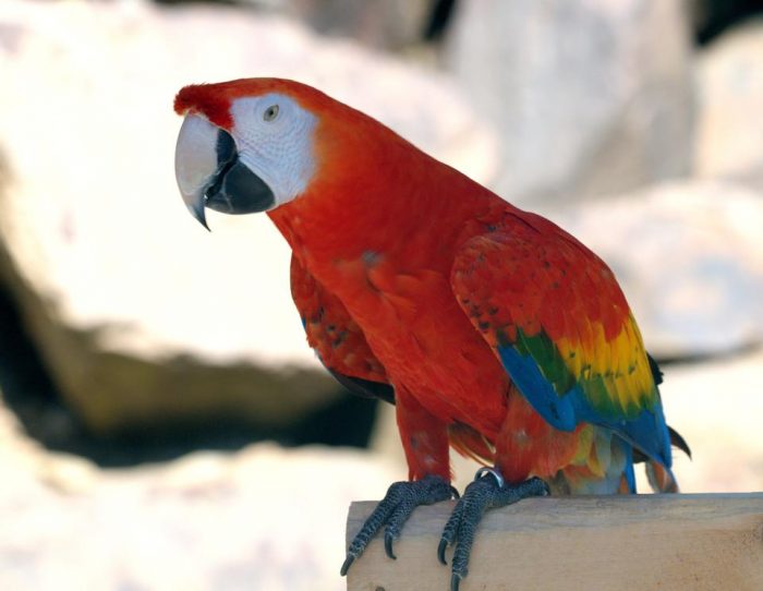 Parrot Parrot